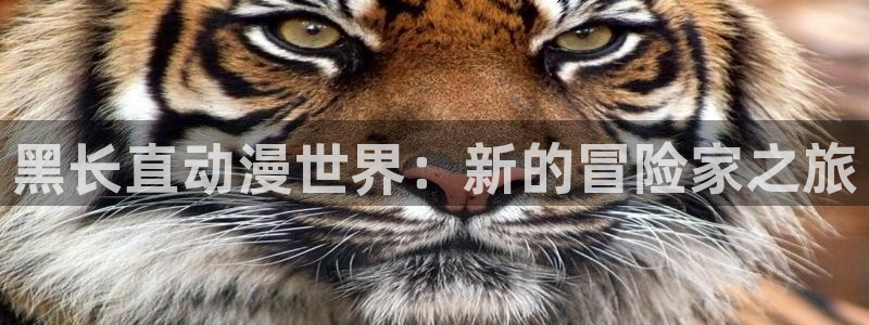 城市猎人动漫之家：黑长直动漫世界：新的冒险家之旅